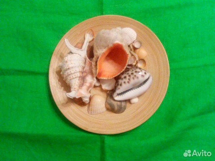 Морские раковины и ракушки