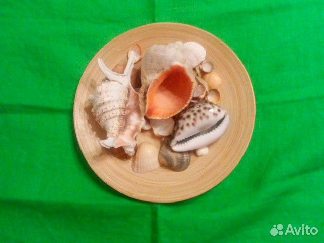 Морские раковины и ракушки