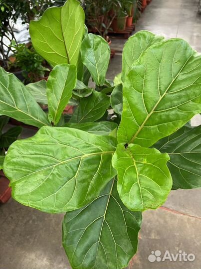 Фикус лирата разветвленный H 160