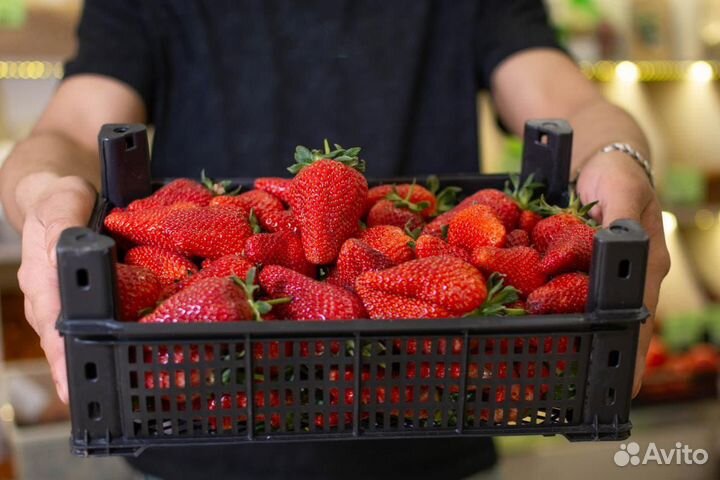 Клубника свежая