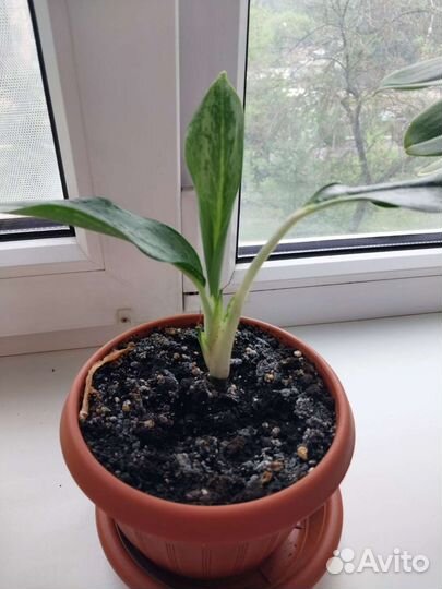 Агланема Эмеральд Грей