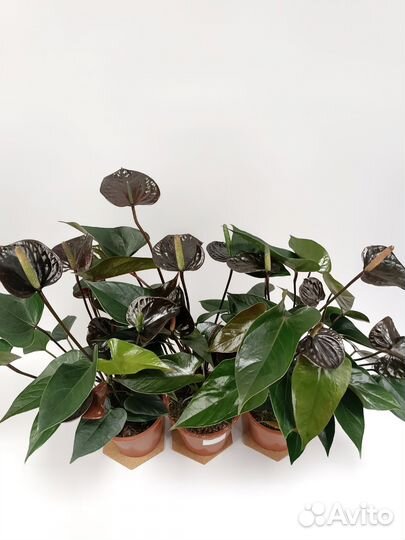 Антуриум черный принц