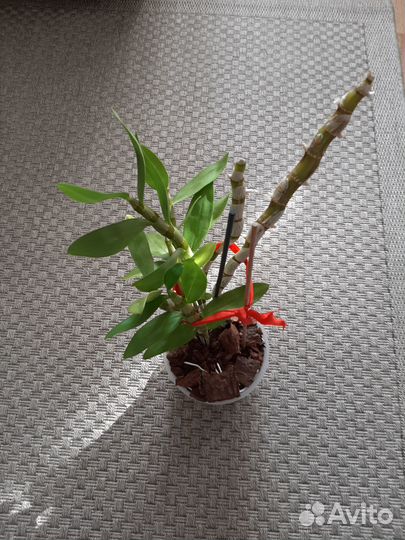 Орхидея дендробиум