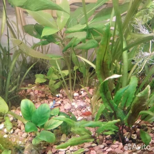 Аквариумное растение
