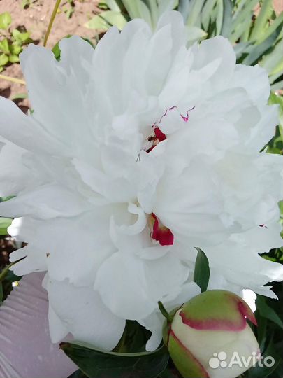 Пион Фестива Максима