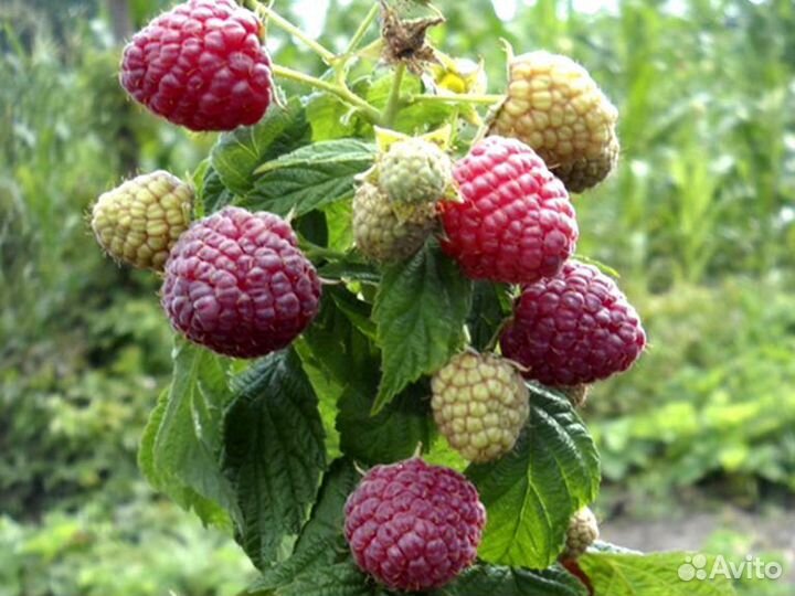 Растения Малина (кусты)