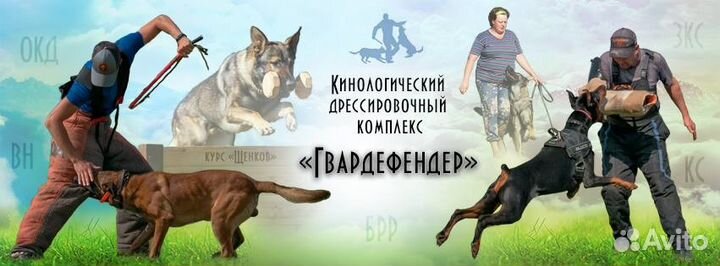 Дрессировка собак