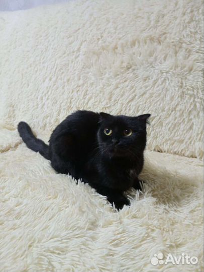 Кошка найдена