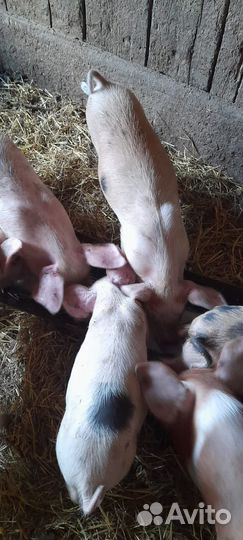 Поросята