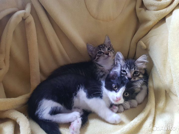 КотЁнки-сестрёнки