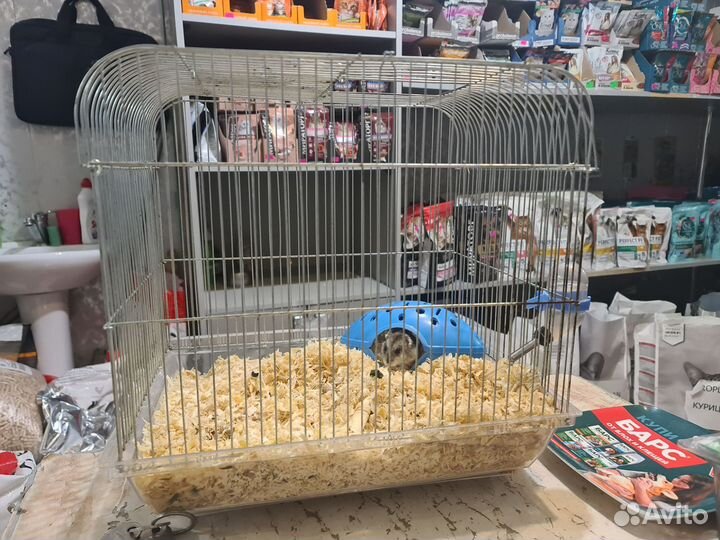Хомяк с клеткой