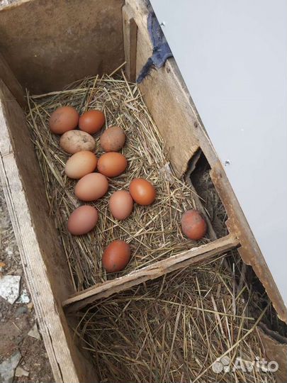 Домашние яйца, бройлер, утка, кролики