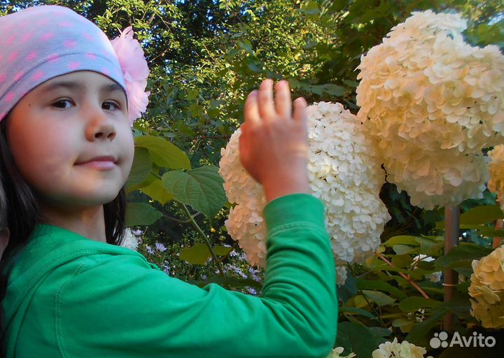 Гортензии древовидная Анабель