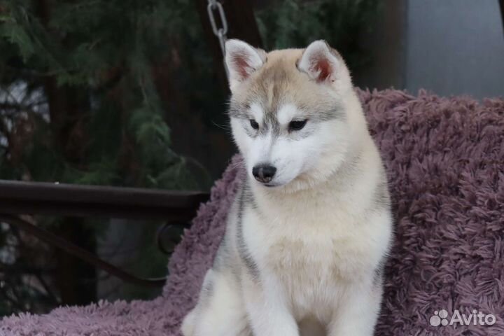Щенки хаски из питомника