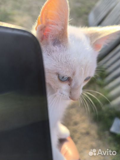 Котик в добрые руки