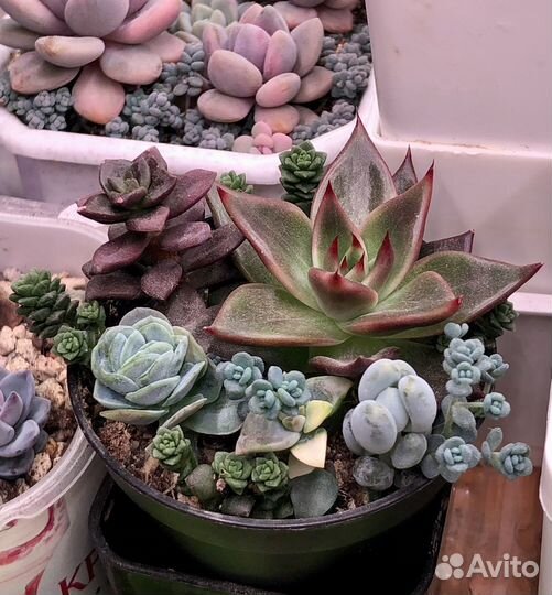 Садик из суккулентов