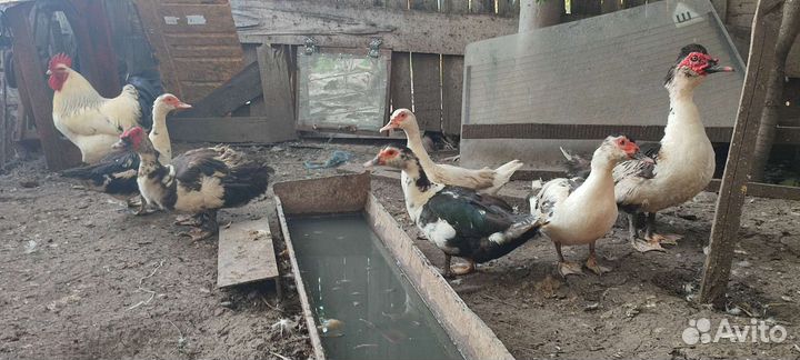 Домашние петухи, индоутки и утята