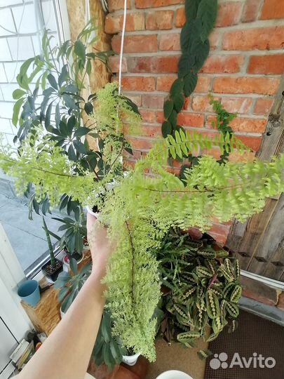 Комнатные растения