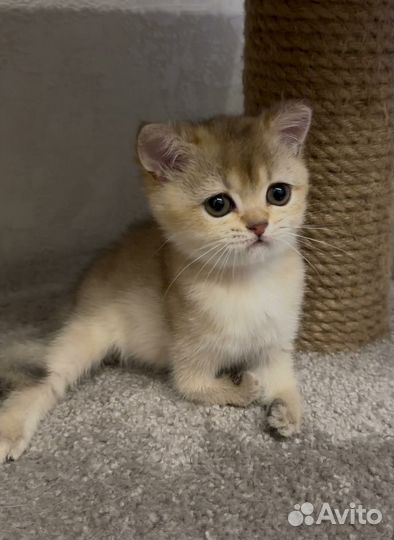 Британская малышка