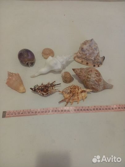 Морские раковины, большие, разные, набор