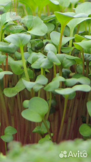 Семена микрозелени Рукола