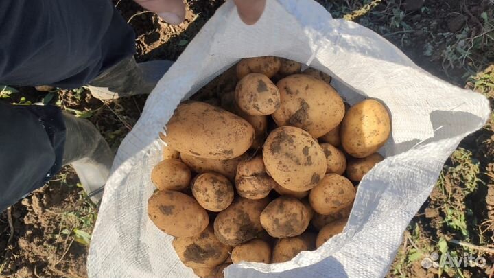 Картошка сорта Удача