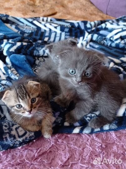 Отдаю бесплатно