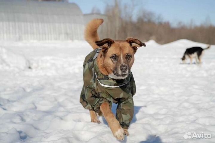Бакса ищет семью