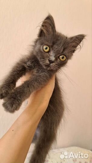 Котята от британской кошки
