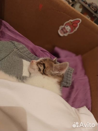 Котята в добрые руки бесплатно