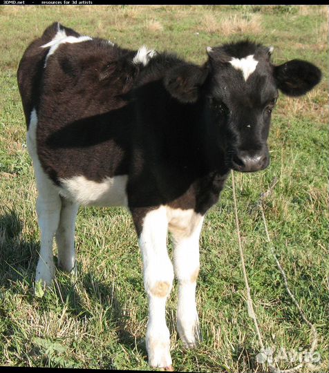 Продается бычок