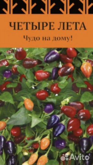 Перец комнатный острый