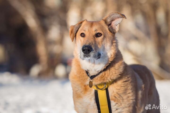 Собака в добрые руки