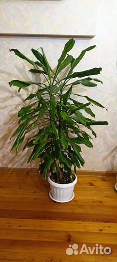 Комнатные растения