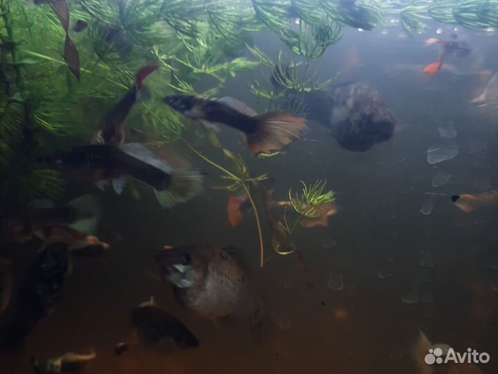 Гуппи, мальки и подростки