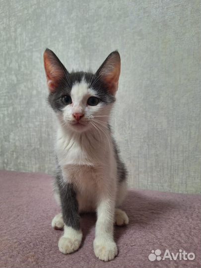 Котик в дар