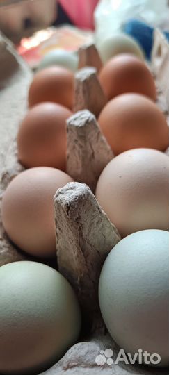 Инкубационное яйцо