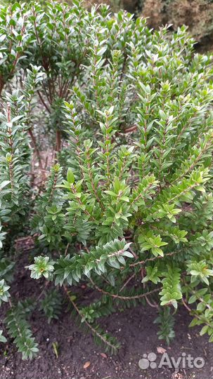 Мирт сушенный