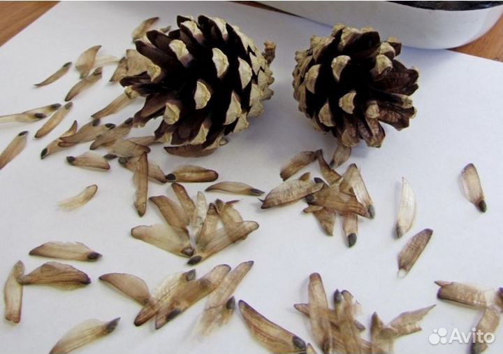 Доставка семян ели