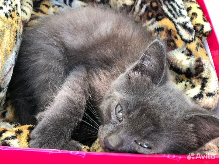 Котёнок в добрые руки