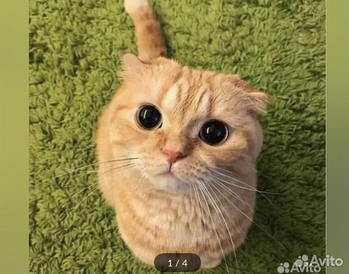 Передержка домашних животных