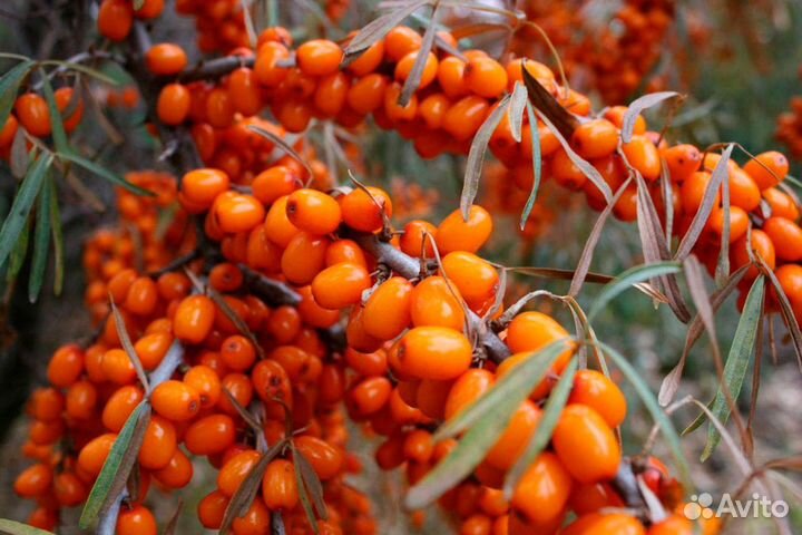 Облепиха ягоды