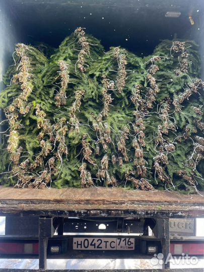 Пихтовый веник опт