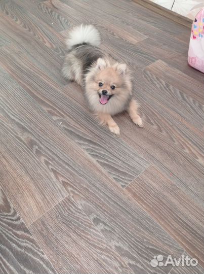 Щенки шпица