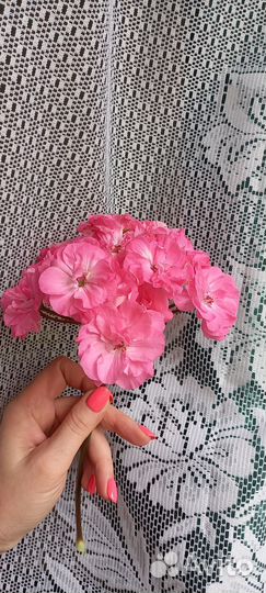 Пеларгония герань юв Королеский Шиповник дорост