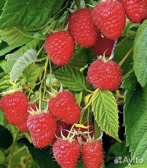 Ремонтантная малина