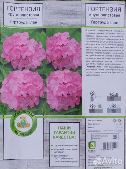 Гортензия крупнолистная