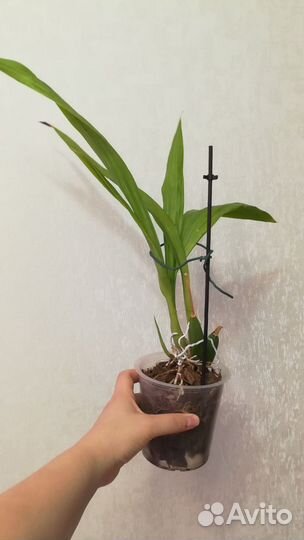 Орхидея Зигопеталум Blue Angel