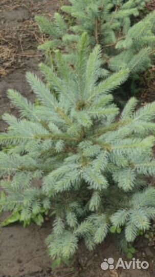 Продается ель Аянская