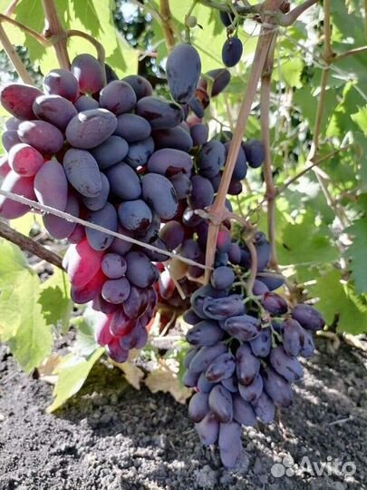 Саженцы и черенки винограда